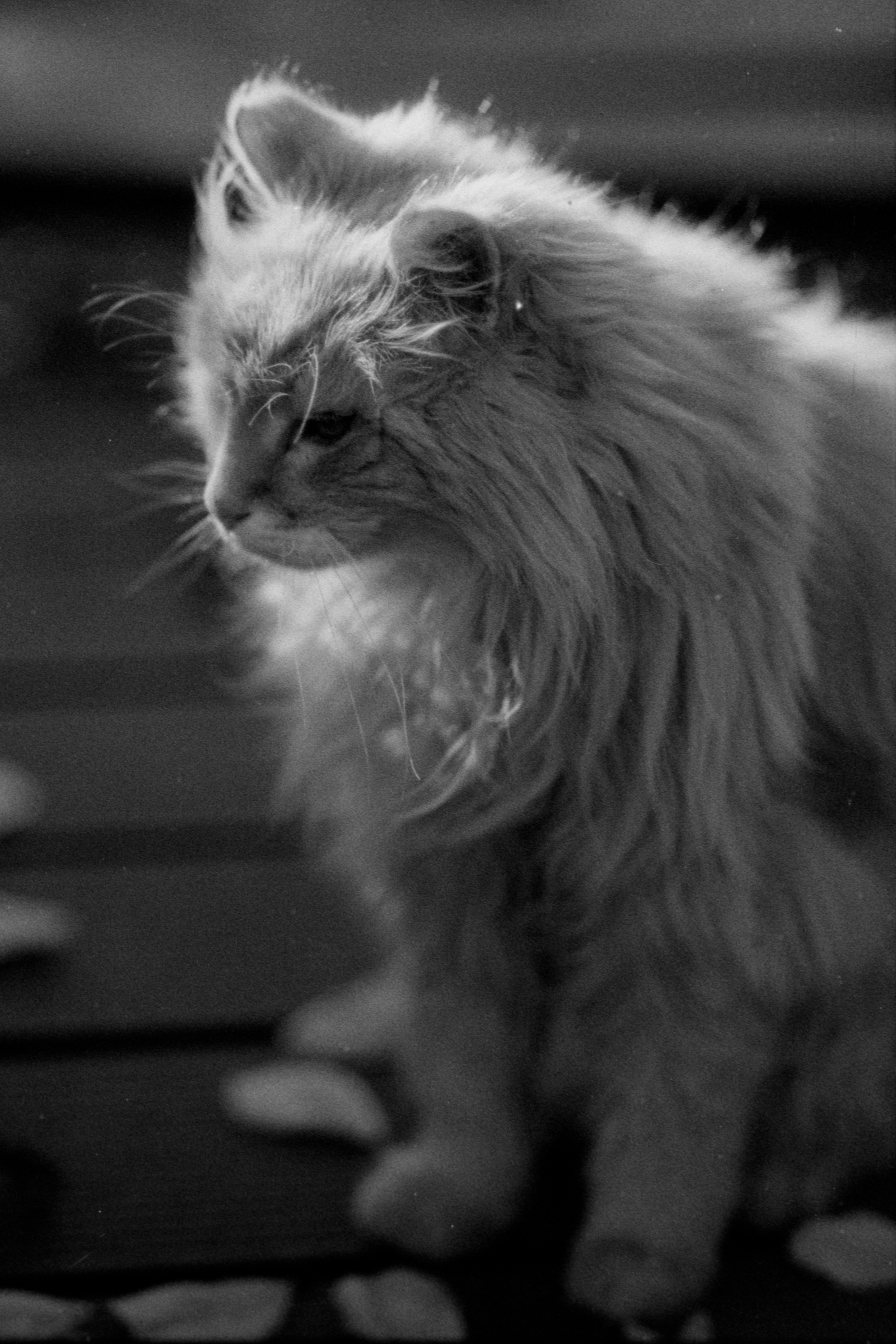 chat1