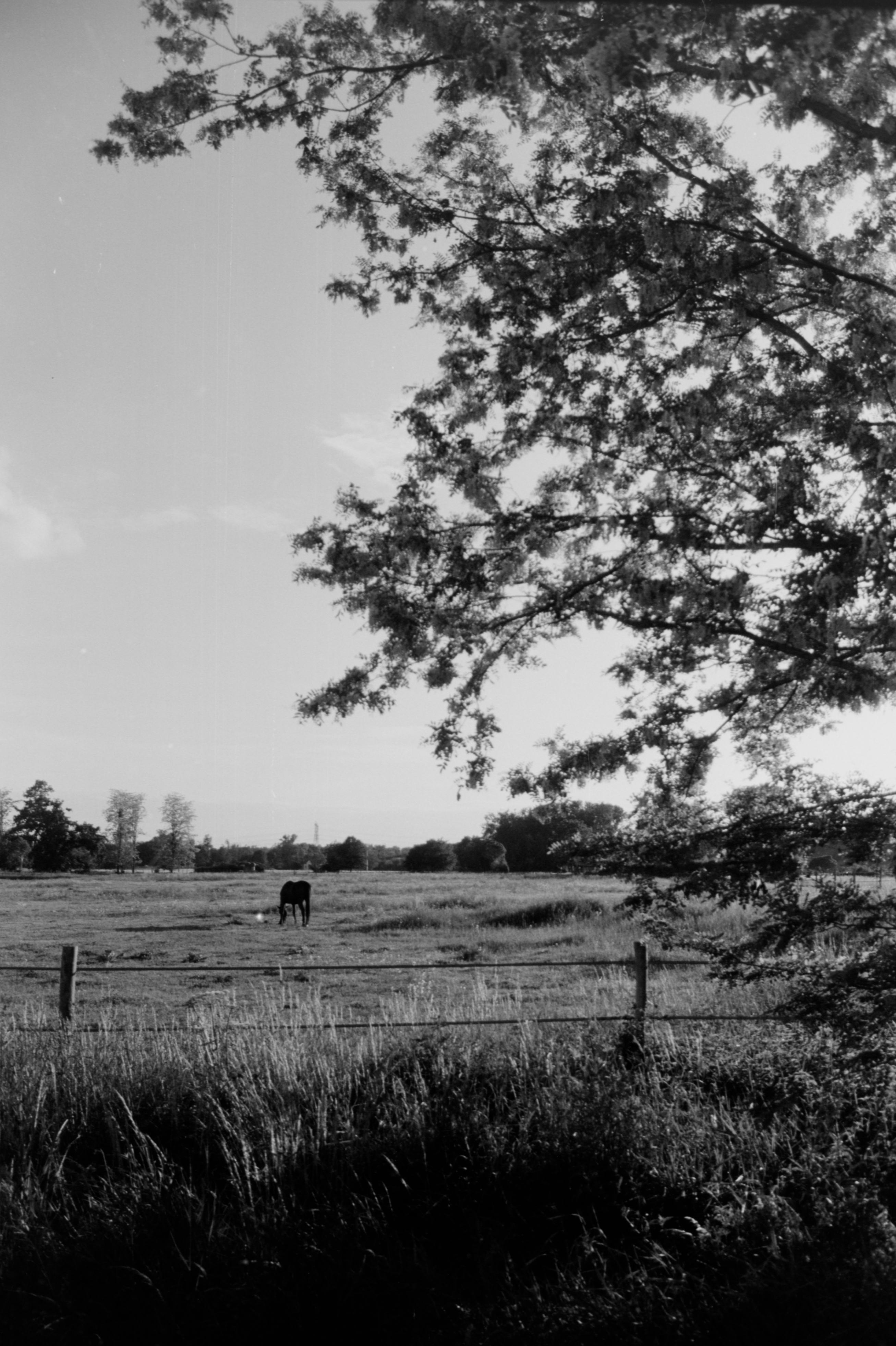 cheval