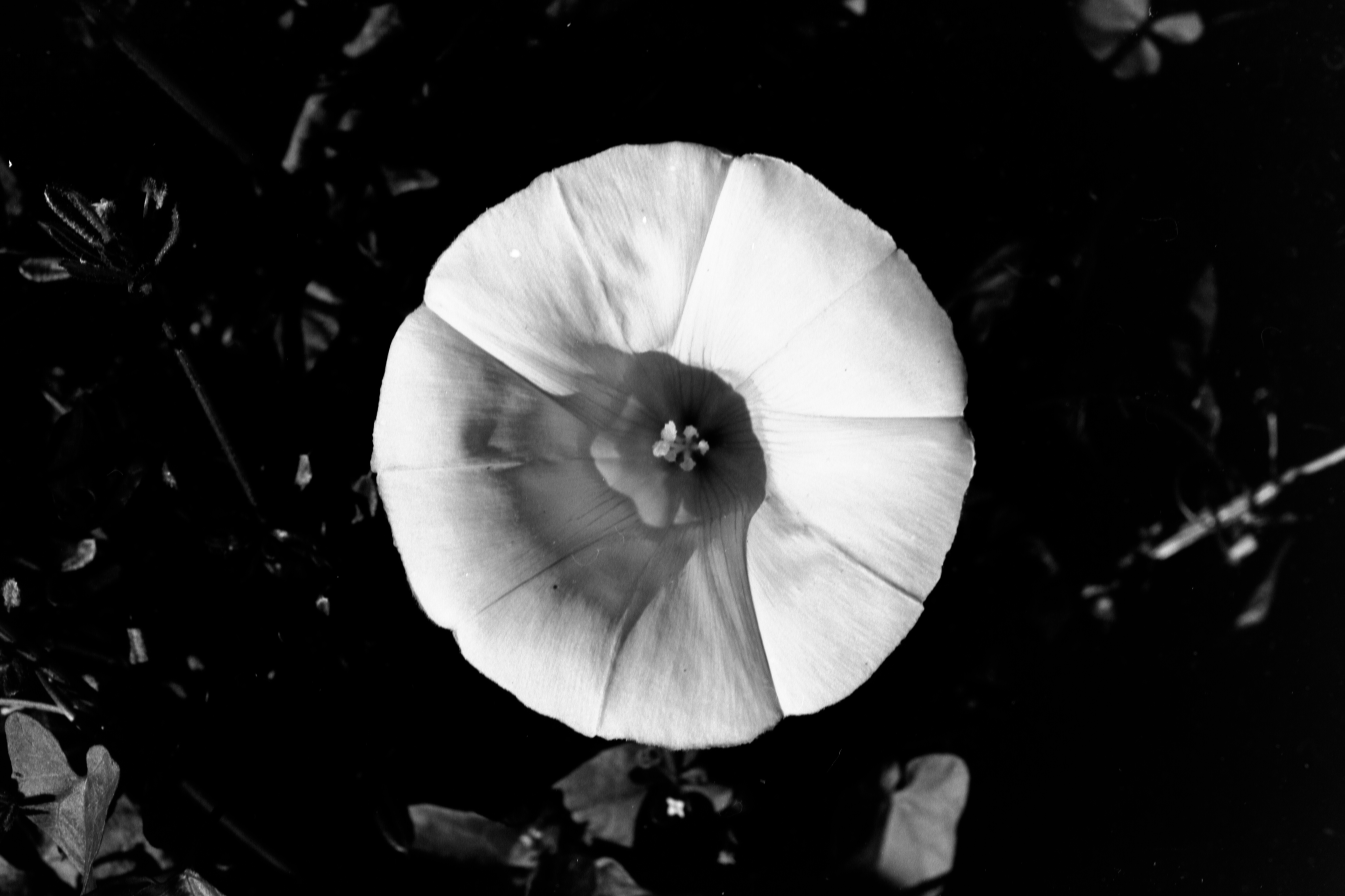 fleur2