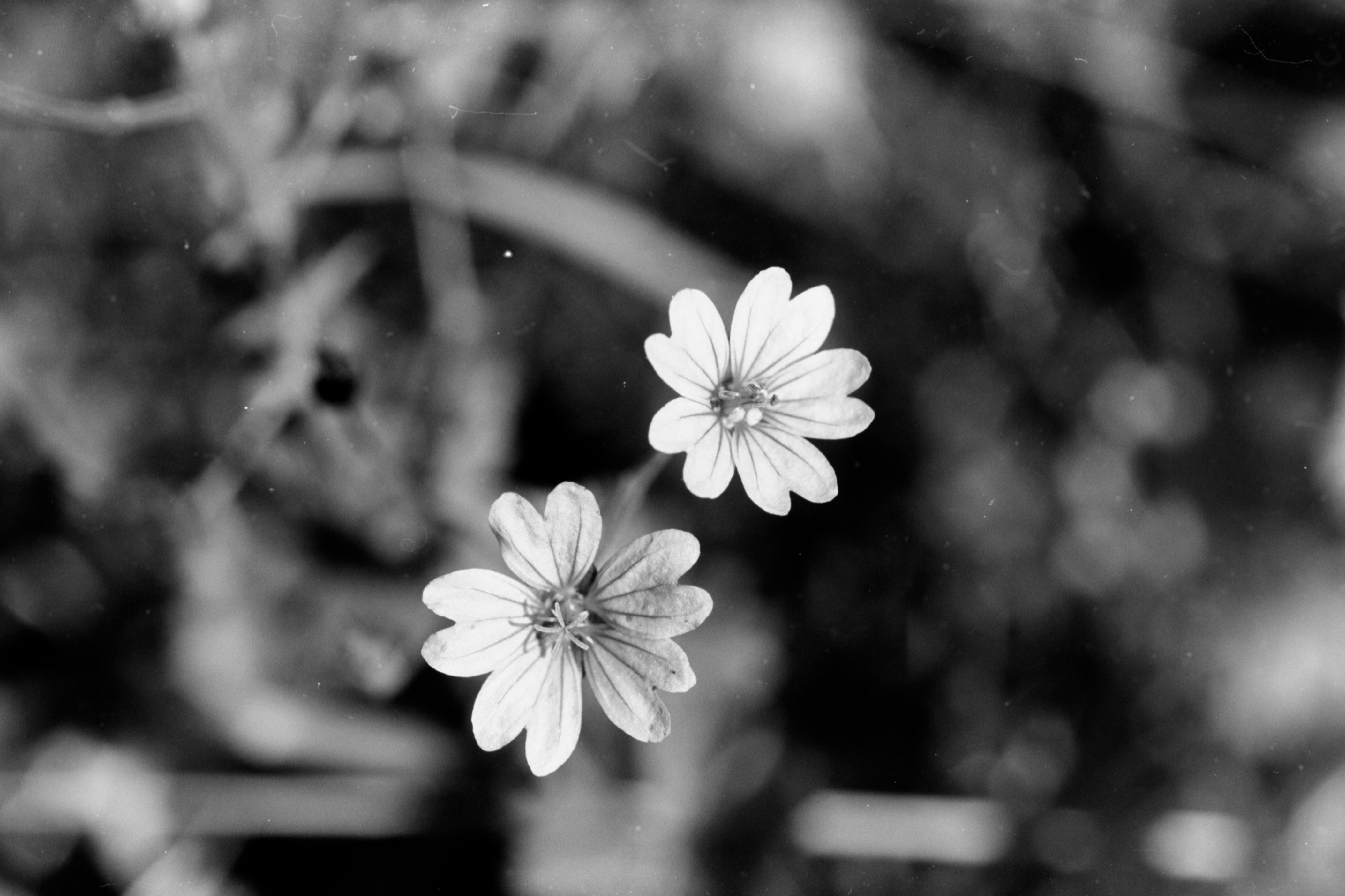 fleur3